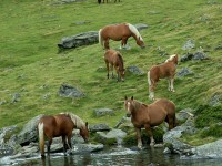 /album/mes-amis-les-chevaux-/chevauxenliberte2-1-jpg/